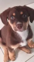 Lupi