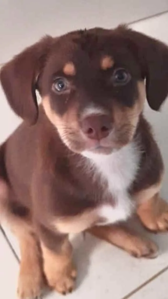 Cachorro ra a Srd idade 2 a 6 meses nome Lupi