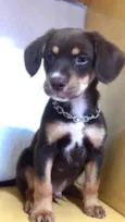 Lupi