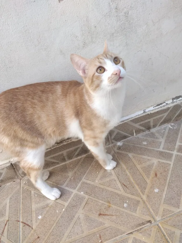 Gato ra a Não definida  idade 2 a 6 meses nome Sem nome 
