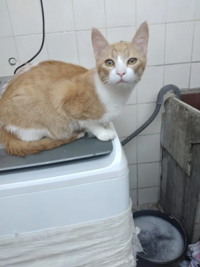 Gato ra a Não definida  idade 2 a 6 meses nome Sem nome 