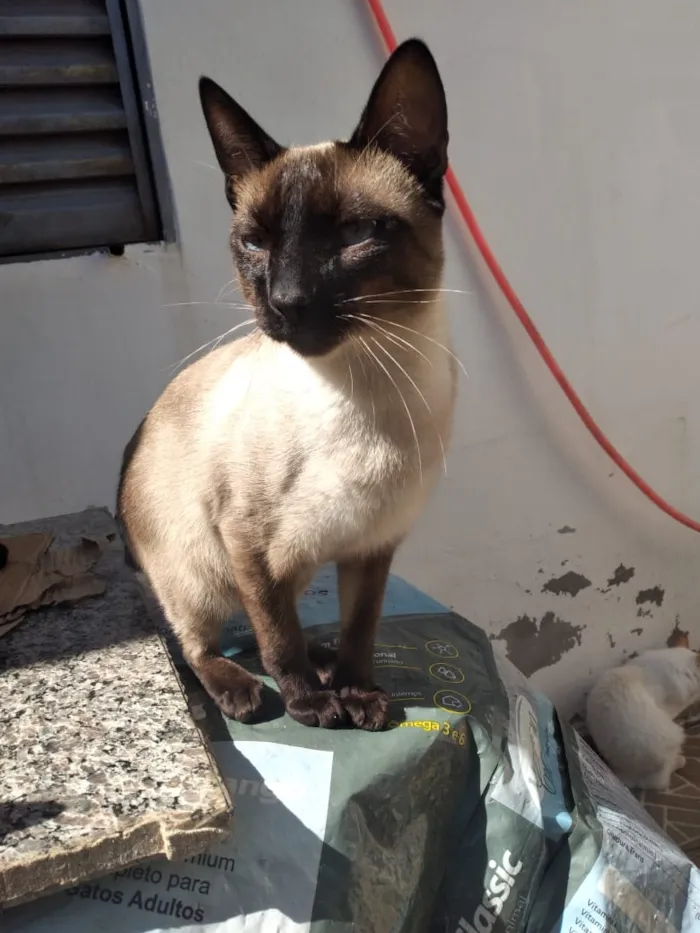 Gato ra a Não definida  idade 2 a 6 meses nome Sem nome 