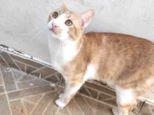 Gato raça Não definida  idade 2 a 6 meses nome Sem nome 