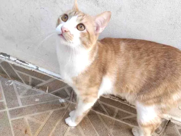 Gato ra a Não definida  idade 2 a 6 meses nome Sem nome 
