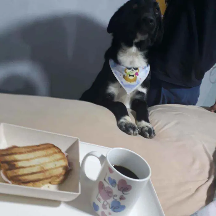 Cachorro ra a Border  collie idade 1 ano nome Fumaça 