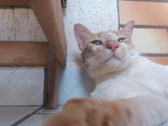Gato raça não sei idade 2 anos nome Gordo