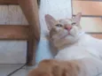 Gordo