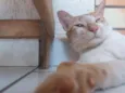 Gordo
