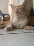 Gordo