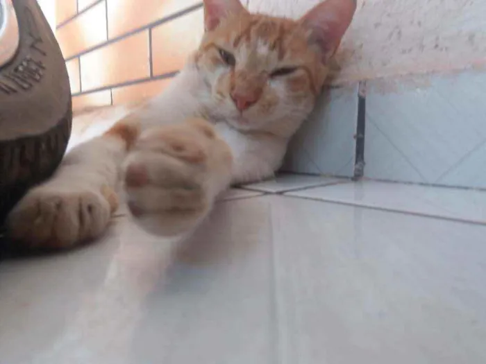 Gato raça não sei idade 2 anos nome Gordo