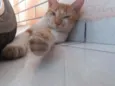 Gordo