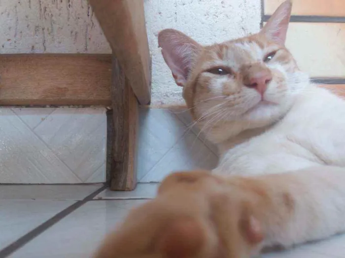 Gato raça não sei idade 2 anos nome Gordo