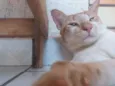 Gordo