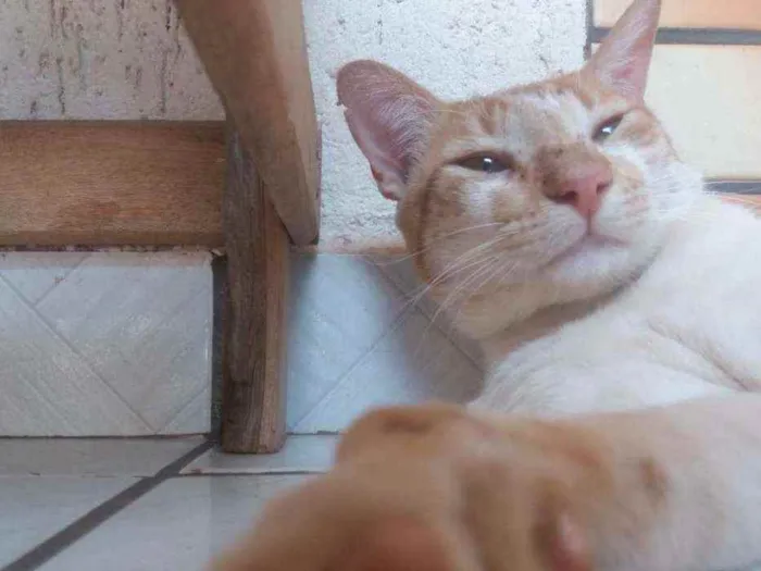 Gato raça não sei idade 2 anos nome Gordo
