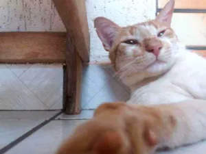 Gato raça não sei idade 2 anos nome Gordo