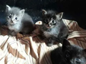 Gato raça  idade  nome Seis filhotes 3 a 3