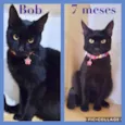 Bob