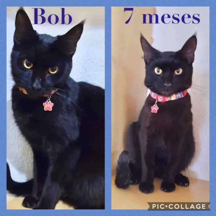 Gato ra a Srd idade 7 a 11 meses nome Bob