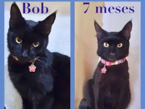 Gato raça Srd idade 7 a 11 meses nome Bob 