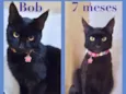 Bob