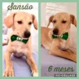 Sansão