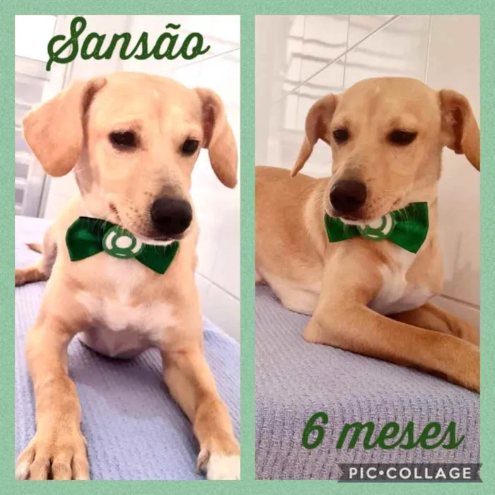Cachorro ra a Srd idade 2 a 6 meses nome Sansão
