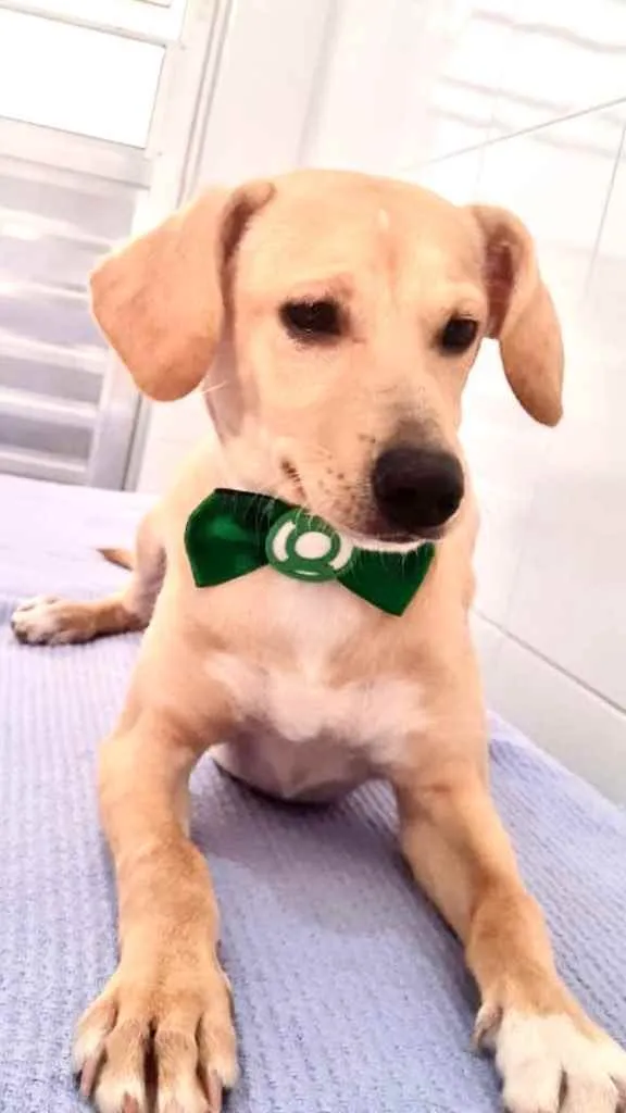 Cachorro ra a Srd idade 2 a 6 meses nome Sansão
