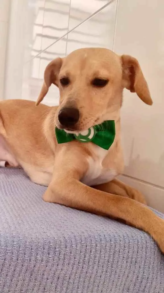 Cachorro ra a Srd idade 2 a 6 meses nome Sansão