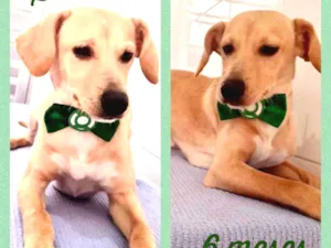 Cachorro raça Srd idade 2 a 6 meses nome Sansão 