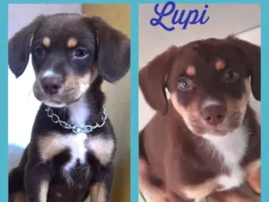 Cachorro raça Srd idade 2 a 6 meses nome Lupi