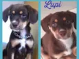 Lupi