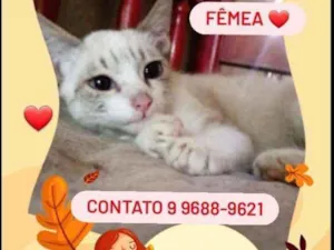 Gato raça Siamês idade 2 a 6 meses nome Perla