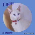 Gato raça Srd idade 2 anos nome Luan