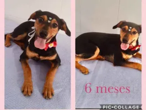 Cachorro raça Srd idade 2 a 6 meses nome Belinha