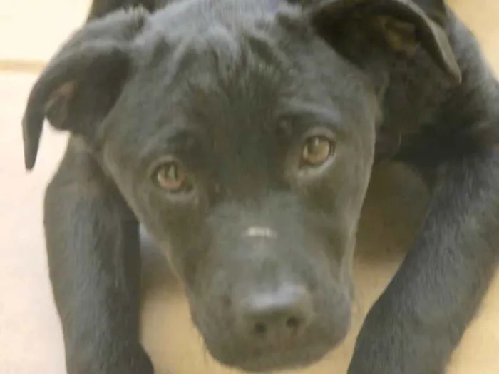 Cachorro ra a  idade  nome Lisa Filhotinha