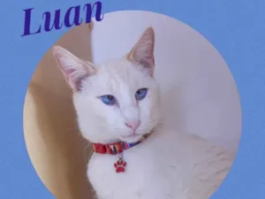 Gato raça Srd idade 2 anos nome Luan