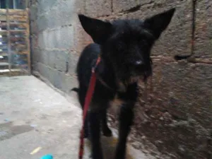 Cachorro raça SRD Yorkshire idade 2 a 6 meses nome Eva