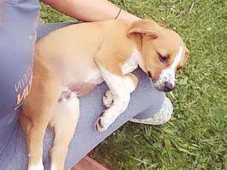 Cachorro ra a Vira lata idade 2 a 6 meses nome Blessed