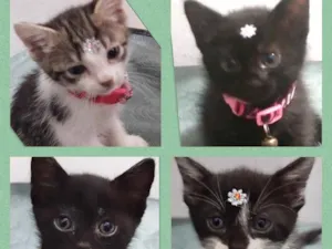 Gato raça Srd idade Abaixo de 2 meses nome Gatinhos filhotes 