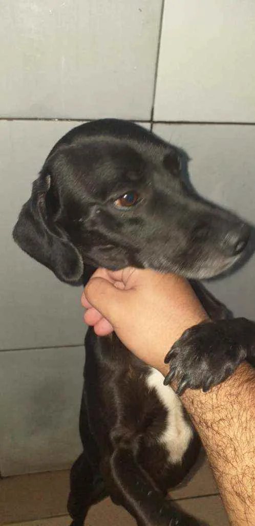 Cachorro ra a Viralata  idade 2 anos nome James , nega , toy .