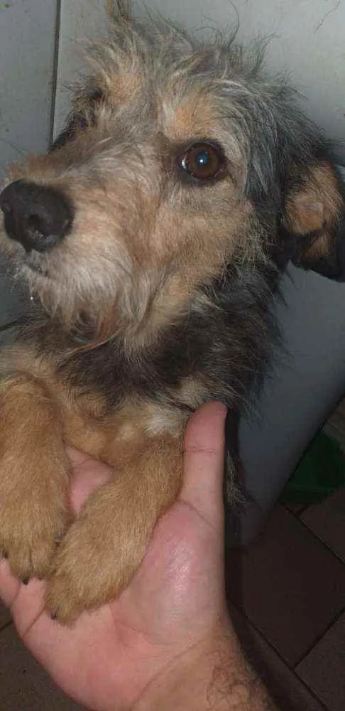 Cachorro ra a Viralata  idade 2 anos nome James , nega , toy .