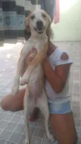 Amora