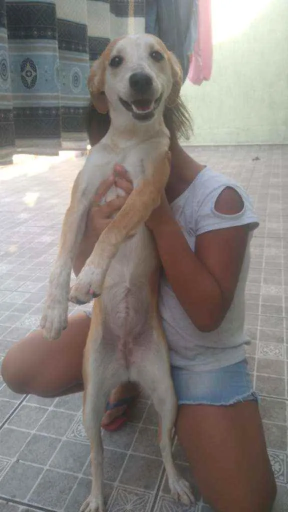Cachorro ra a SRD idade 7 a 11 meses nome Amora