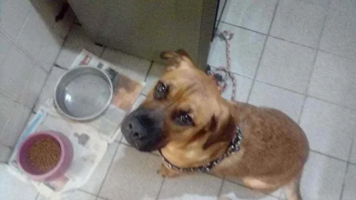 Cachorro ra a Srd idade 7 a 11 meses nome Cacau 