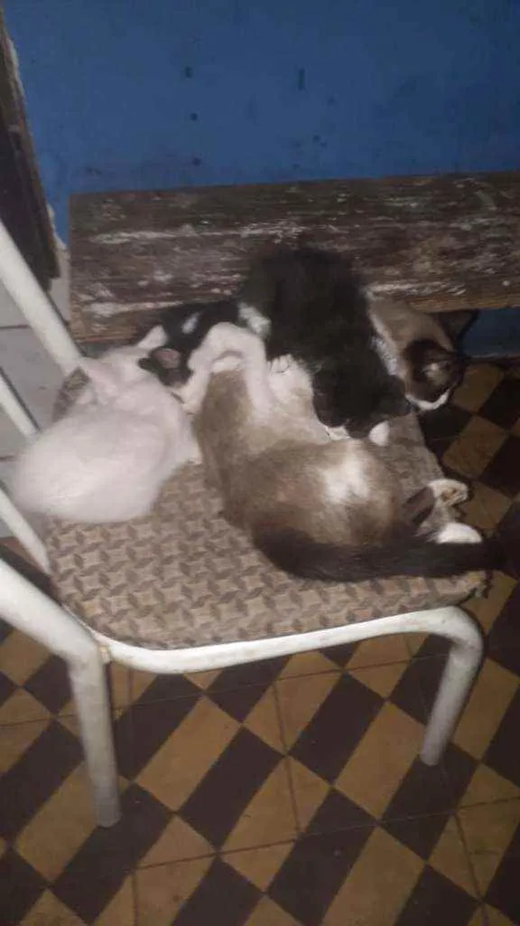 Gato ra a SRD idade Abaixo de 2 meses nome Família felina