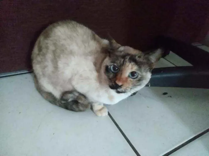 Gato raça Srd idade 4 anos nome Jade