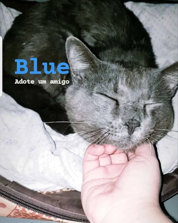 Gato ra a SRD-ViraLata idade 1 ano nome Blue