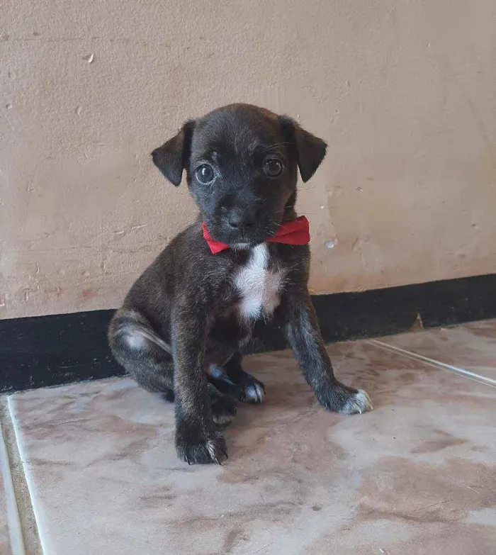 Cachorro ra a SEM RAÇA DEFINIDA.  idade Abaixo de 2 meses nome SEM NOME.