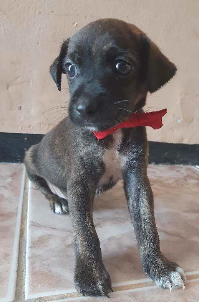 Cachorro ra a SEM RAÇA DEFINIDA.  idade Abaixo de 2 meses nome SEM NOME.