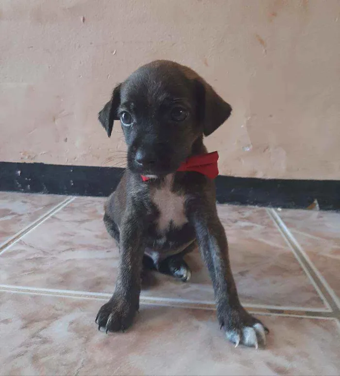 Cachorro ra a SEM RAÇA DEFINIDA.  idade Abaixo de 2 meses nome SEM NOME.